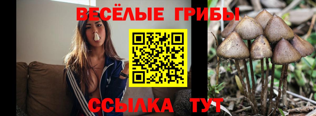 Ипатово  Псилоцибиновые грибы GOLDEN TEACHER  Вход с VPN  Псилоцибиновые грибы Psilocybine cubensis 
